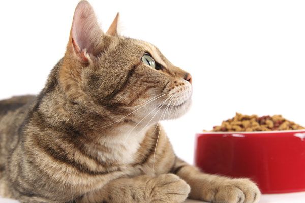 Üç kedi maması ürününde zehirli kimyasallar çıktı