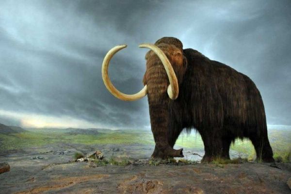 4 bin yıl önce soyları tükenen tüylü mamutları klonlama projesi
