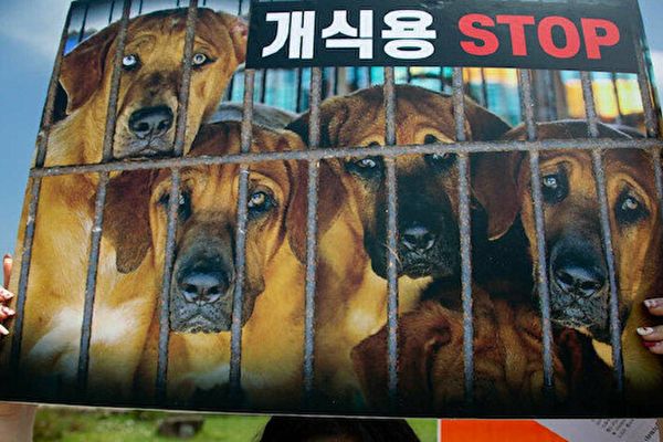 Güney Kore, köpek eti yemeyi yasaklamayı planlıyor